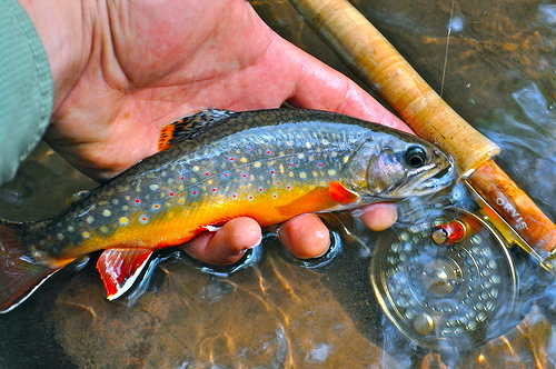 Maryland's Fly Fishing Trail